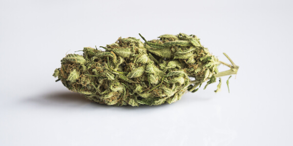 Close up of a green marijuana bud 