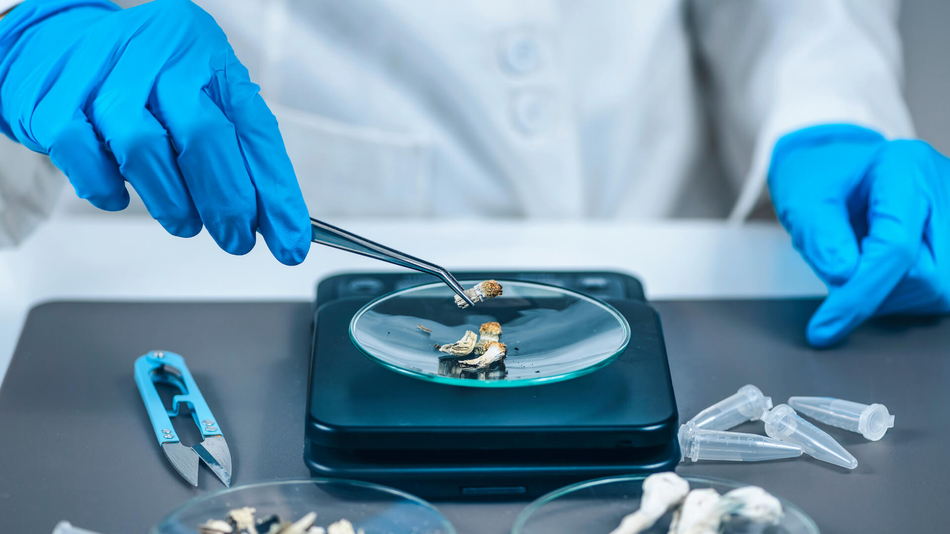 A scientist measuring psilocybin magic mushrooms into micro doses in a lab