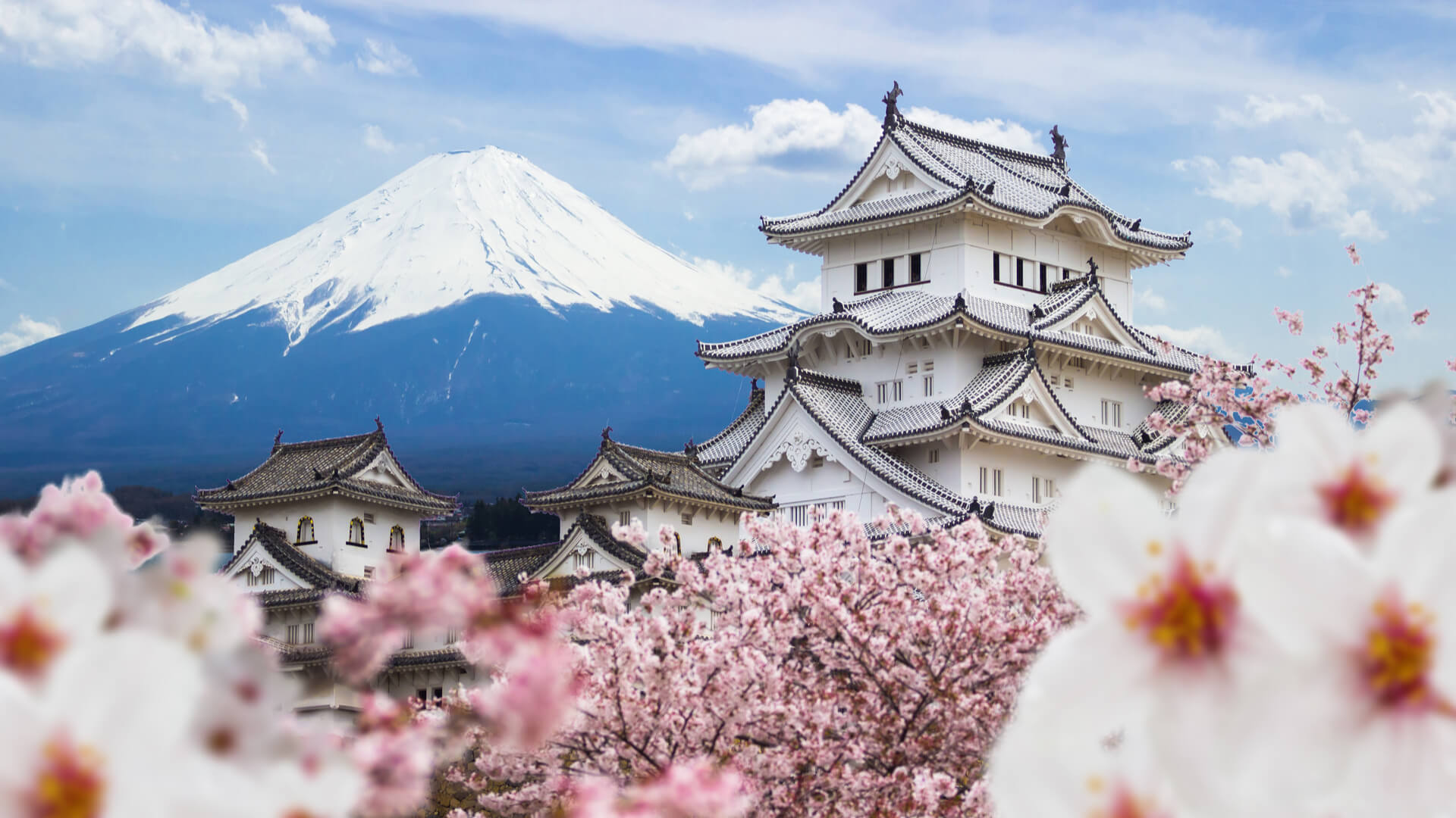 Himeji Castle and full cherry blossom with Fuji mountain background