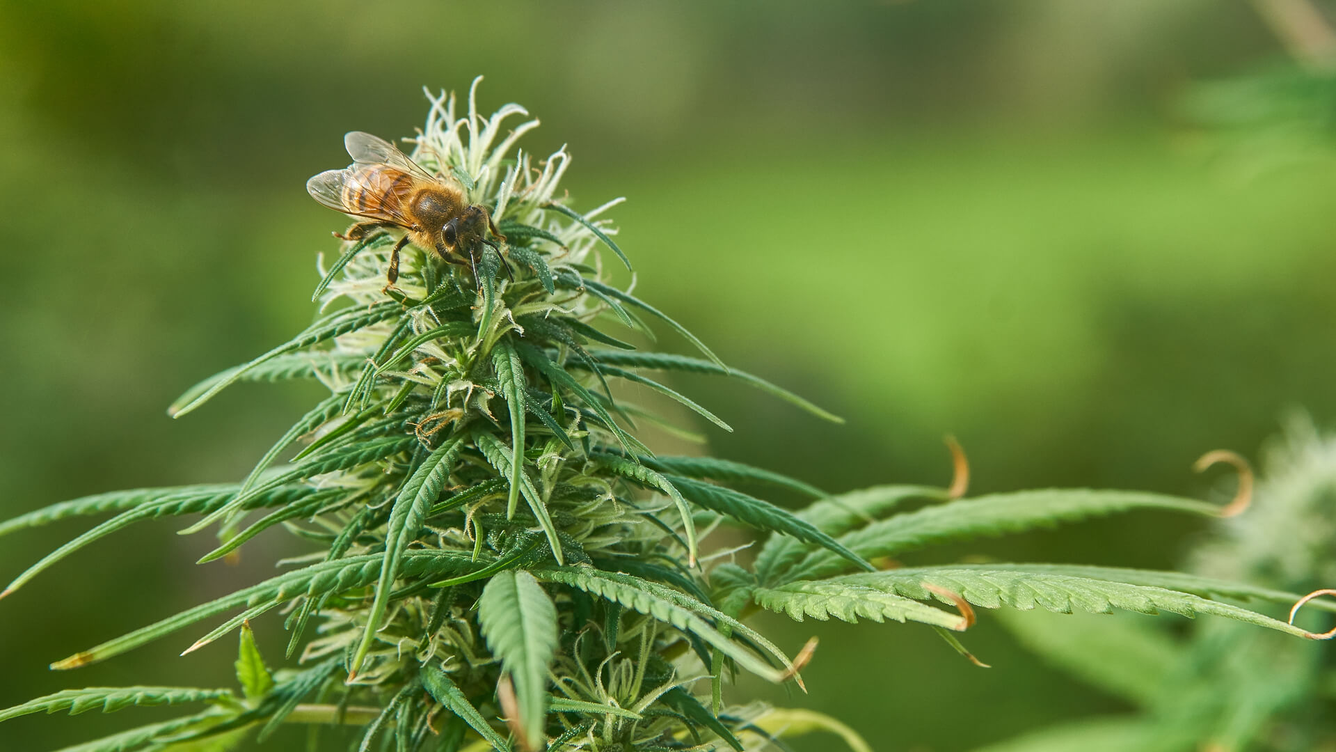 A bee sitting on a marijuana flower outside in a garden