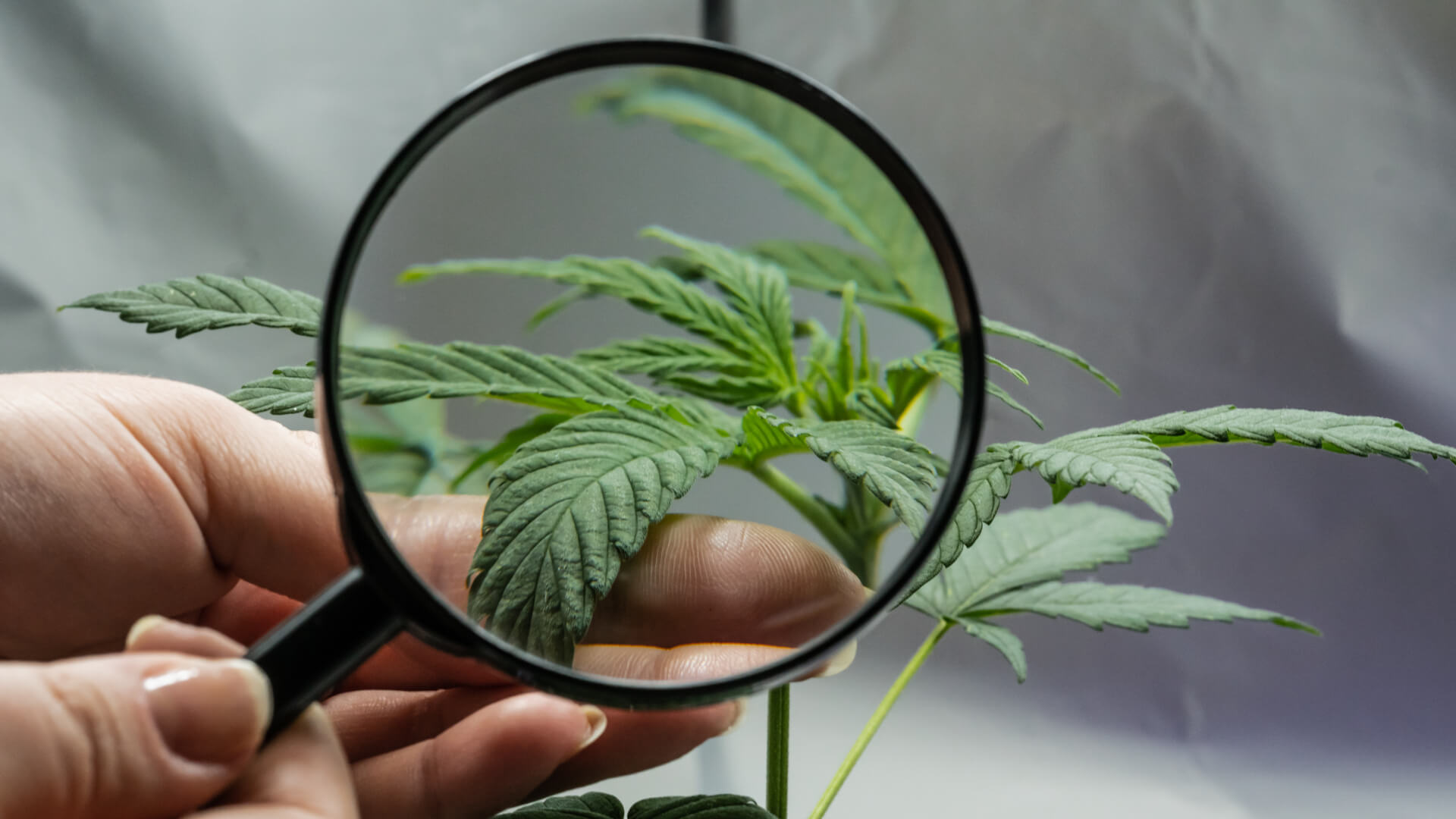 A person looks at medical marijuana plant with a magnifier