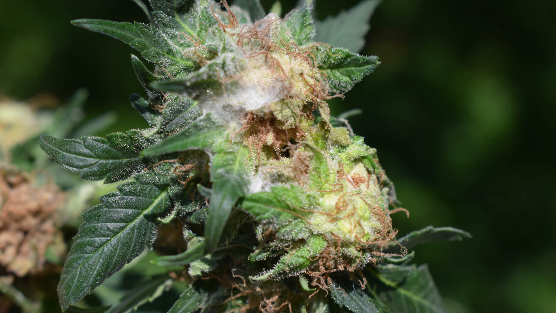 a closeup of a cannabis flower with bud rot