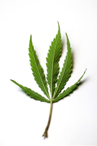 The backside of a green cannabis leaf