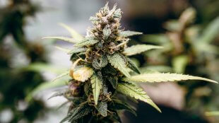 A closeup of the Gelato Cannabis Flower
