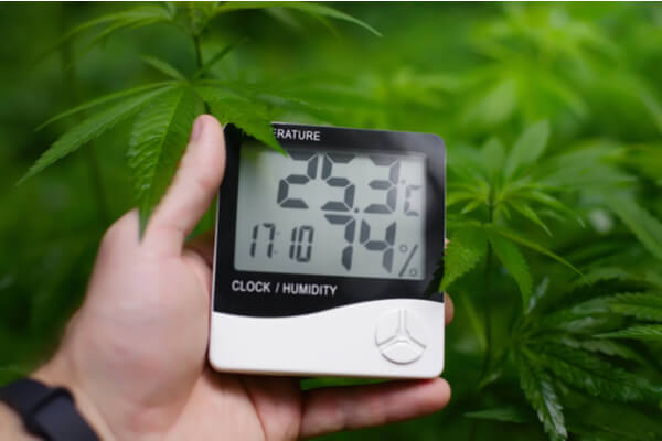 A hand holding a humidity sensor checking a cannabis plant