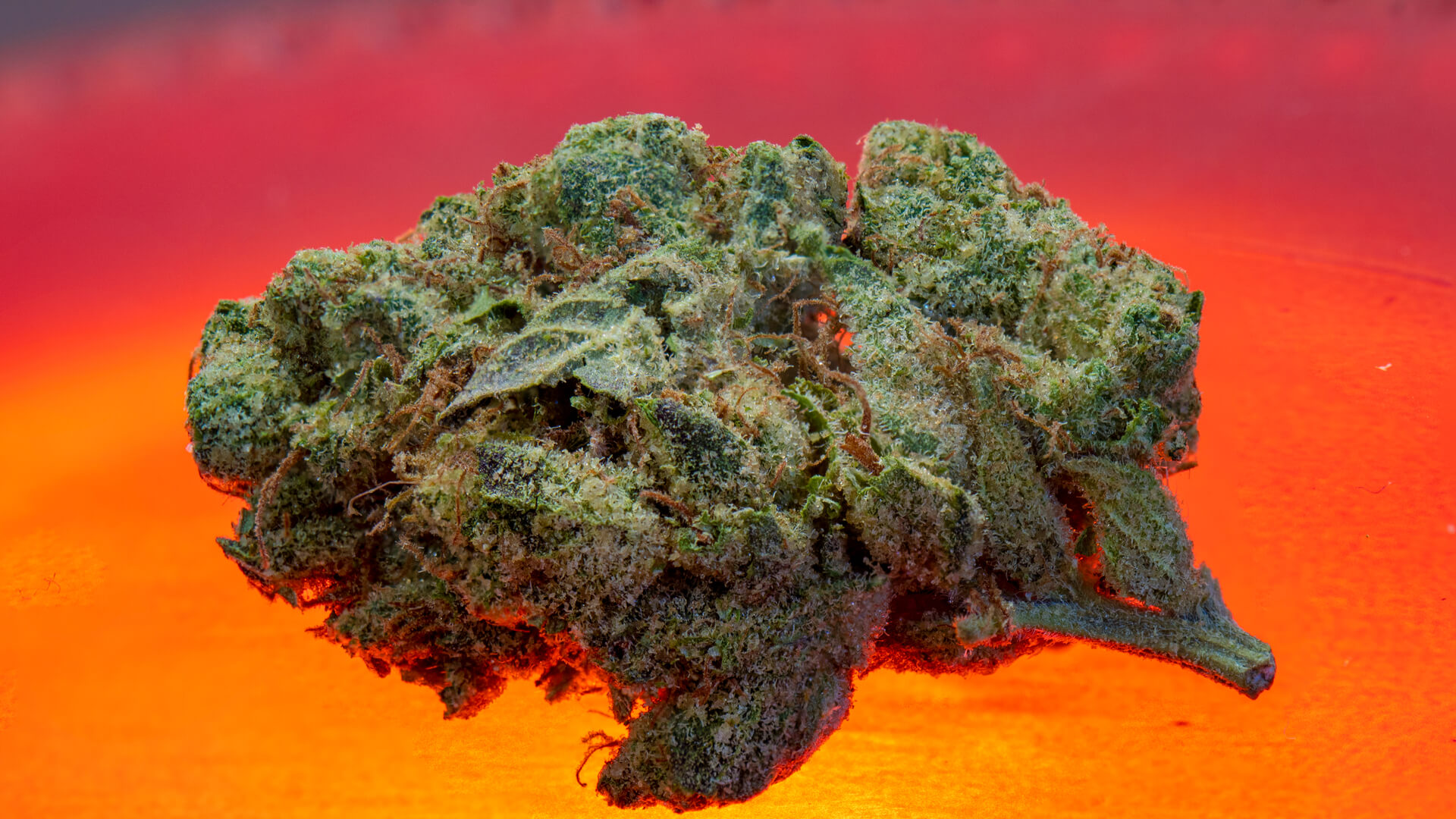 closeup of a High Potency Indica Medical Marijuana Bud