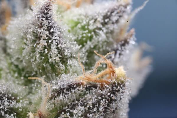A macro shot of cannabis flower showing the plant's trichome structure.