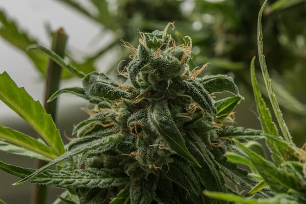 Closeup of the OG Kush cannabis strain