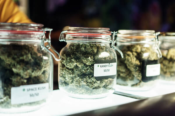 Dried cannabis flower in jars ready for consumption
