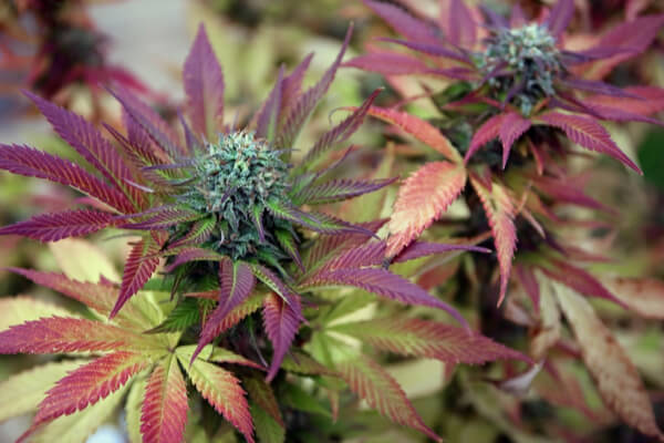 Cannabis flower with many colors