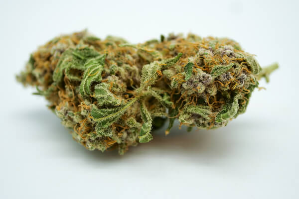 a closeup of the Pink Kush marijuana bud