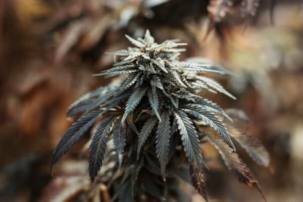 Closeup of the Purple Kush cannabis plant 
