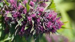A beautiful pink cannabis flower