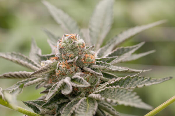 Closeup of the Girl Scout Cookies strain