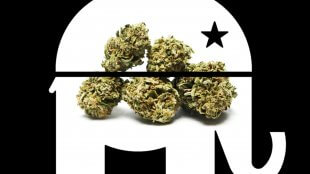 The Republican Party Elephant with marijuana buds in the center