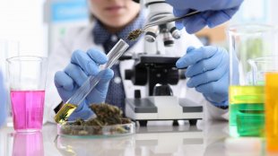 A scientist performing tests on cannabis in a lab