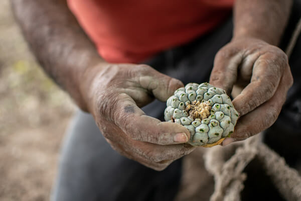 A mexican man holding a button of peyote