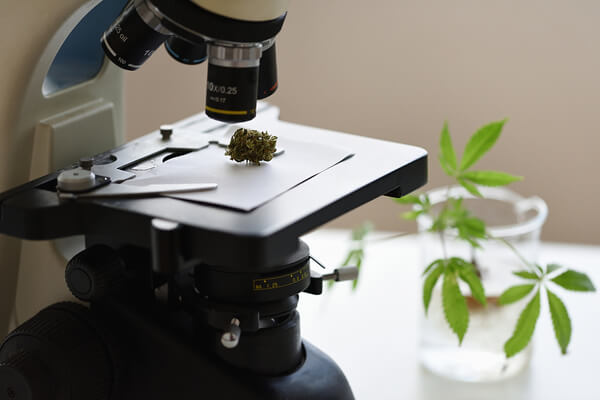 A cannabis bud under a microscope