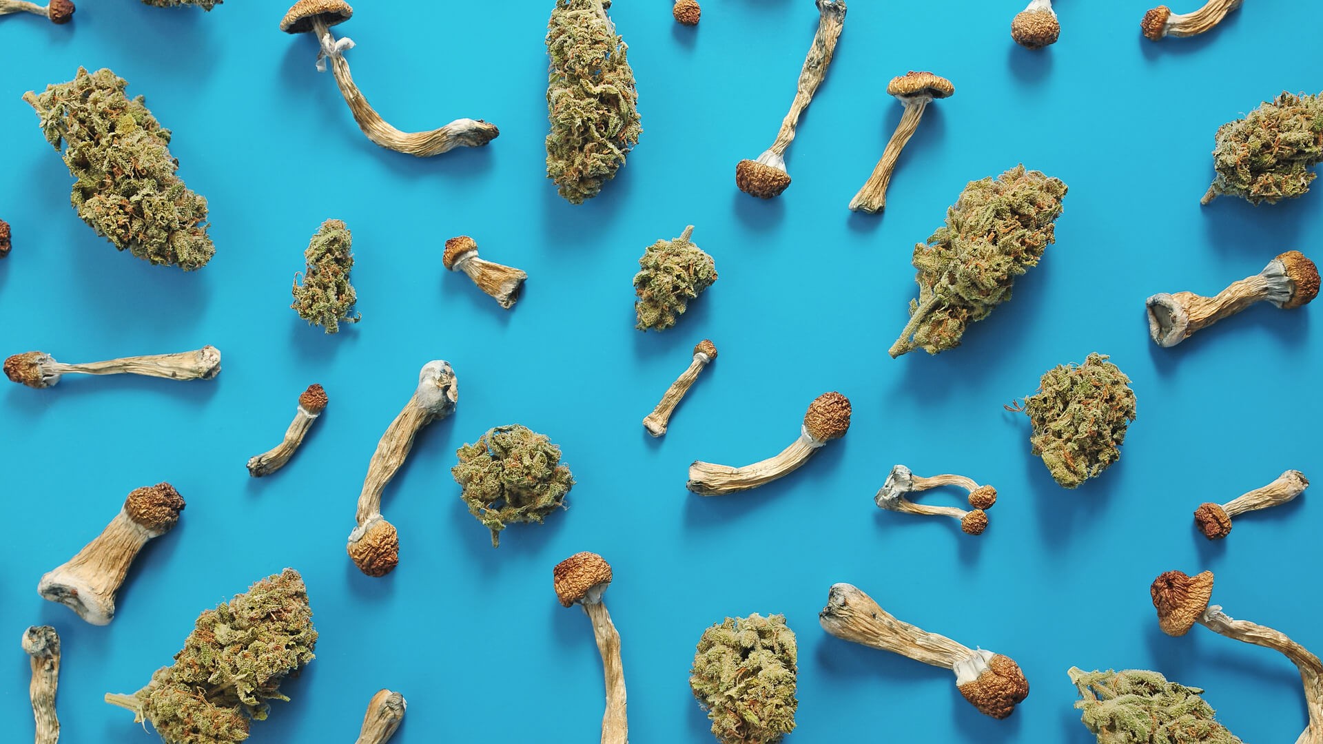 marijuana buds and mushrooms on a blue background