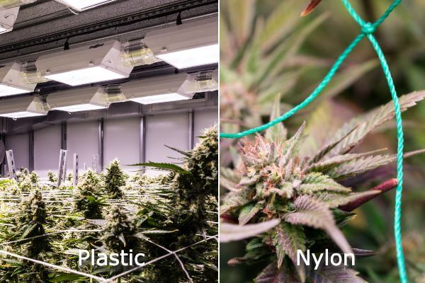 Two different grows with cannabis plants, one growing with plastic trellis and the other growing with nylon. 