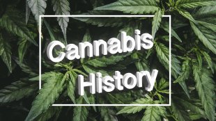Cannabis History floating above a bed of green cannabis leaves with a white square framing the words