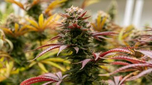 Colorful cannabis plant in full flower.