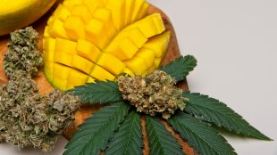 cannabis nuggets and leaf beside a cut up mango