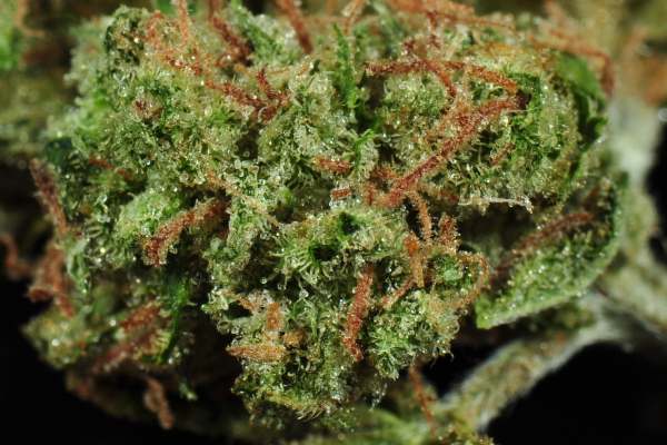 A green cannabis bud with crystals and orange hairs