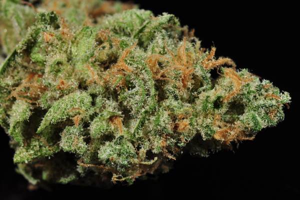 A green cannabis bud with orange hairs