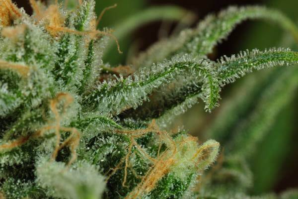 macro shot of a green cannabis plant with orange hairs and white crystals on the leaves.