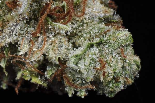 A green cannabis nugget with frosty, white trichomes and red hairs