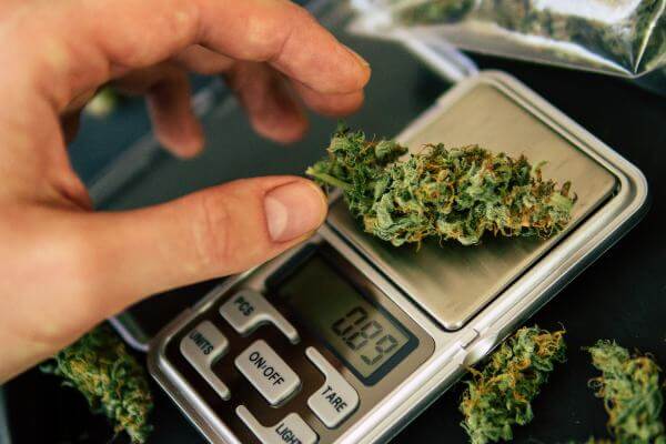 Hand placing green cannabis bud on to scale to weigh. 