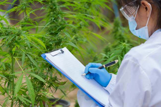 a person wearing a white lab coat and blue latex gloves holds a clipboard in front of growing cannabis plants