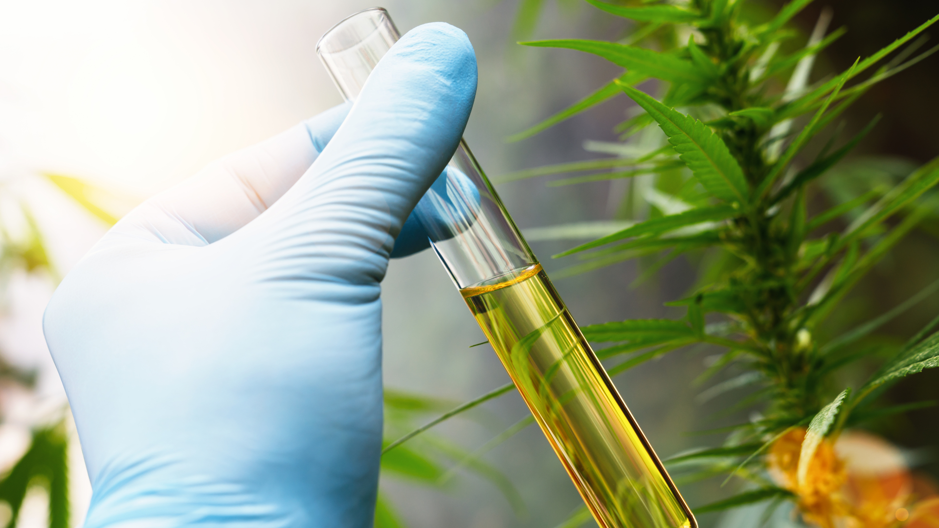 Cannabis Testing: What Are Regulators Checking For?