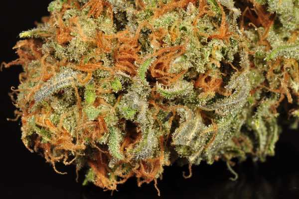 An orange haired cannabis bud