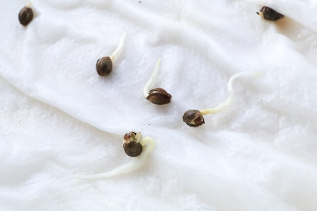 cannabis seeds, with a white sprout coming out of each, on a paper towel