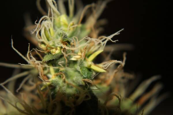Top of green cannabis cola bud with yellow spears popping out of the green calyxes