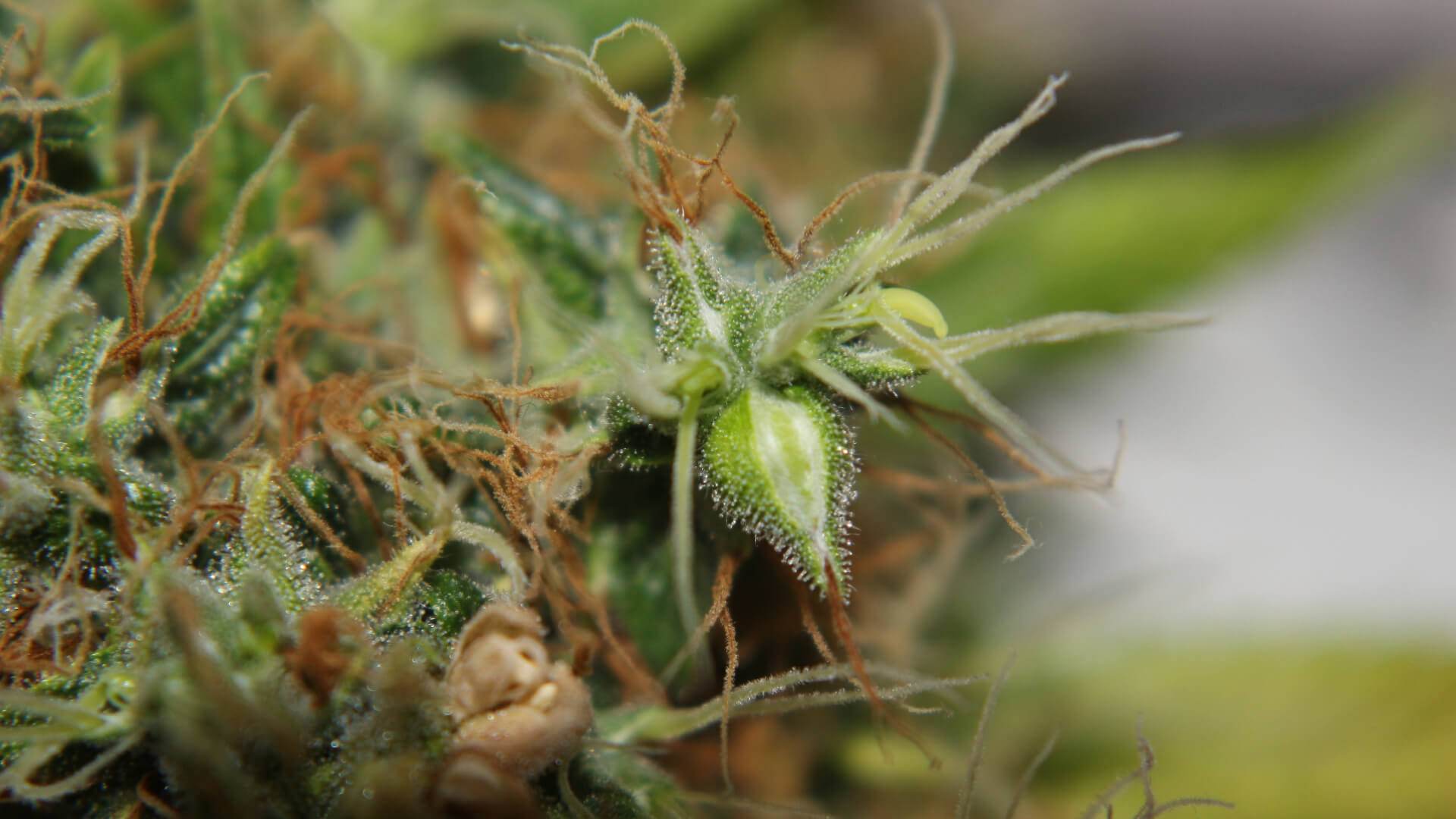 macro shot of green cannabis calyxes protruding yellow, banana shaped spears out of a green cannabis bud
