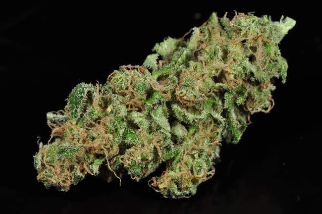 light green cannabis bud of Jack Herer strain