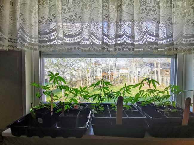 different types of cannabis plants growing by a windowsill