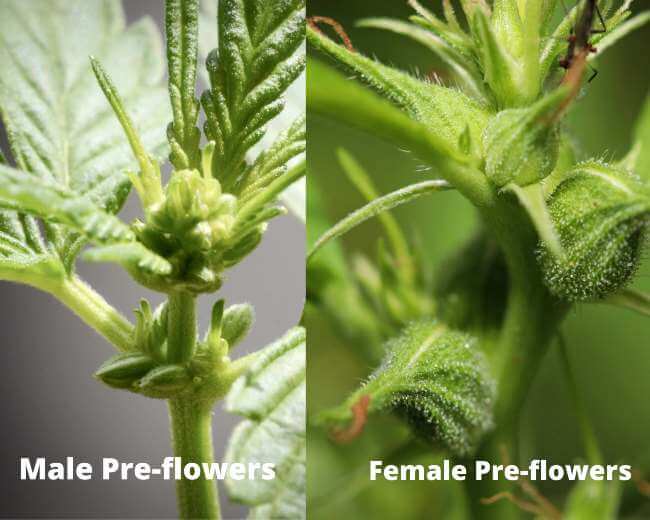 male pre-flowering cannabis plant with pollen buds appearing, next to a female pre-flowering cannabis plant with small green buds and hairs