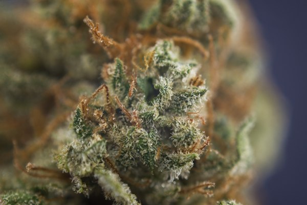 macro shot of orange hairs and creamy crystals on cannabis bud