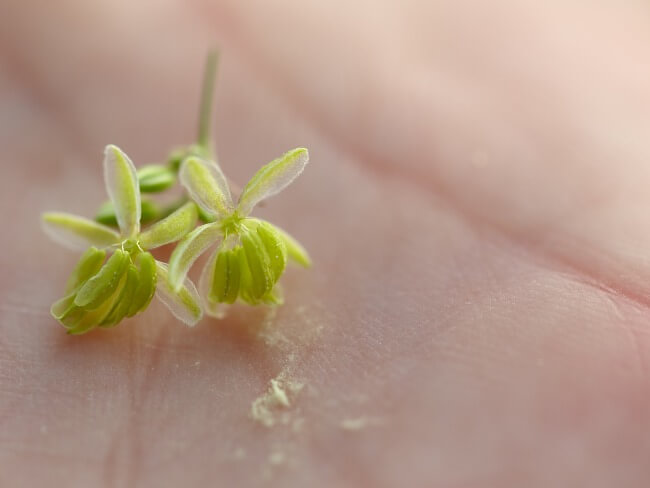 cannabis flowers next to a dusting of cannabis pollen on a person’s hand
