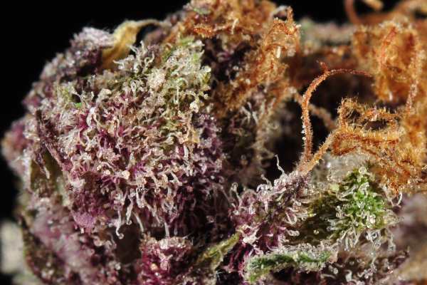 macro shot of a purple and orange cannabis nugget