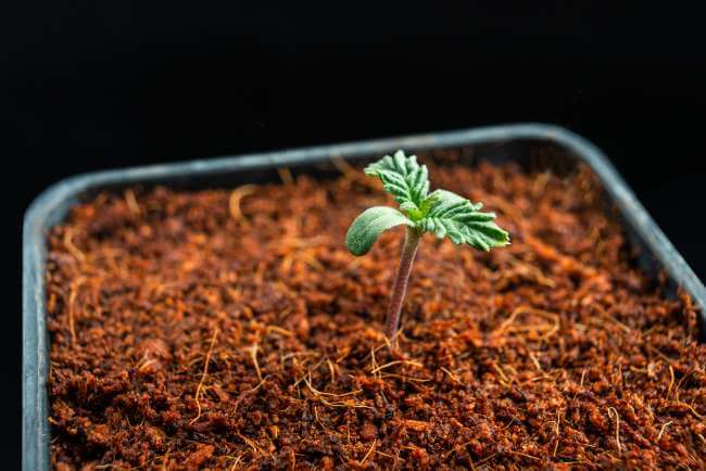 a tiny cannabis seedling sprouting out of brown soil in a small black container