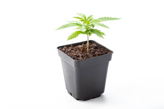 a small cannabis seedling sitting in a small black plastic container of soil