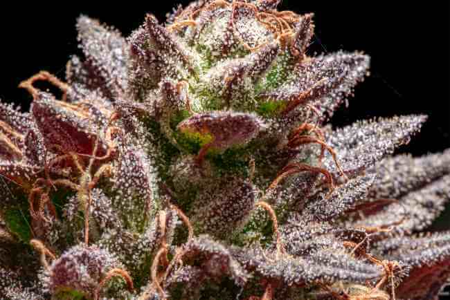close up of small sparkly trichomes growing on purple cannabis leaves