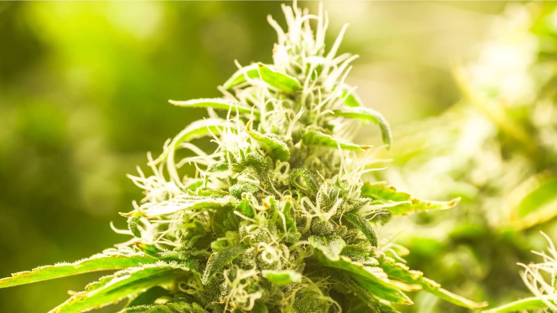 a cannabis plant in the flowering stage