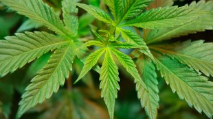 cannabis plant leaves