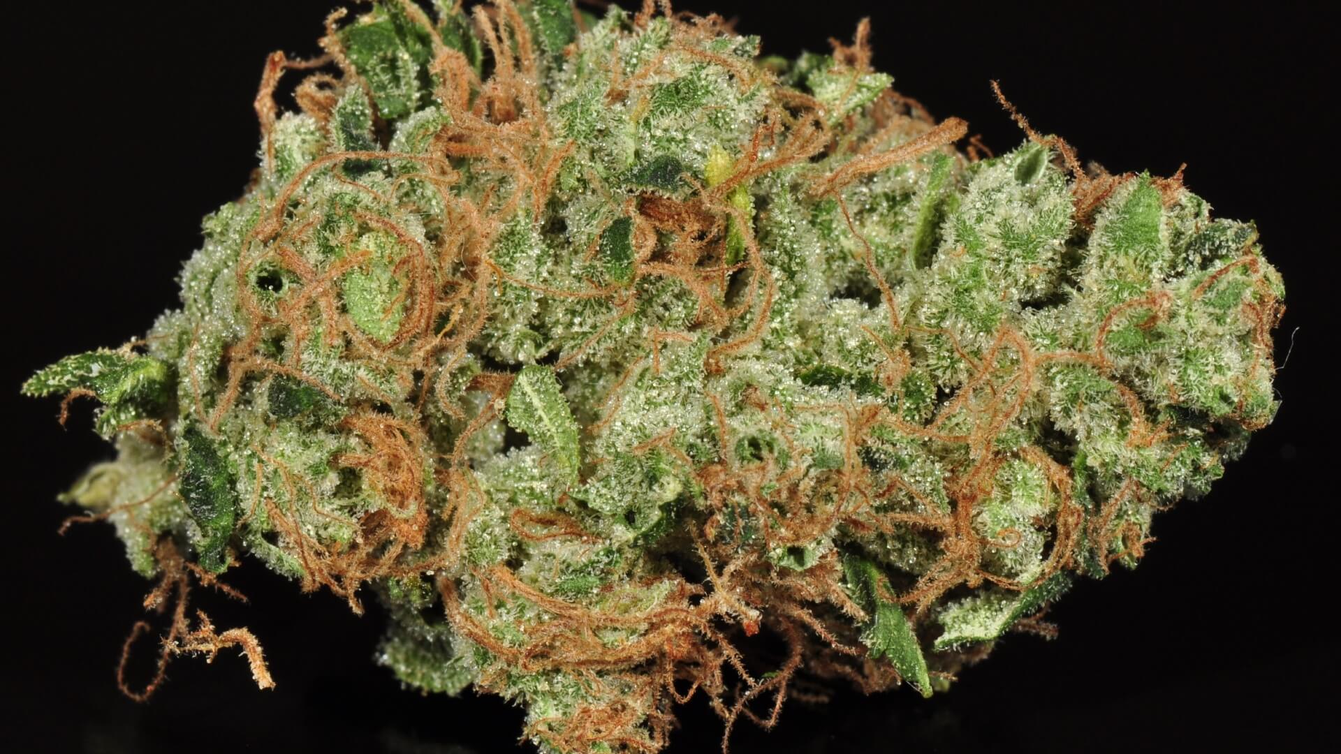 nug of Sour Diesel cannabis